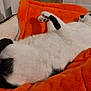 bed, black_and_white, blanket, cat, comfort, cozy, domestic_animal, fur, furniture, home, indoor, lying_down, orange_blanket, paws, pet, relaxed, resting, sleeping, tail, whiskers