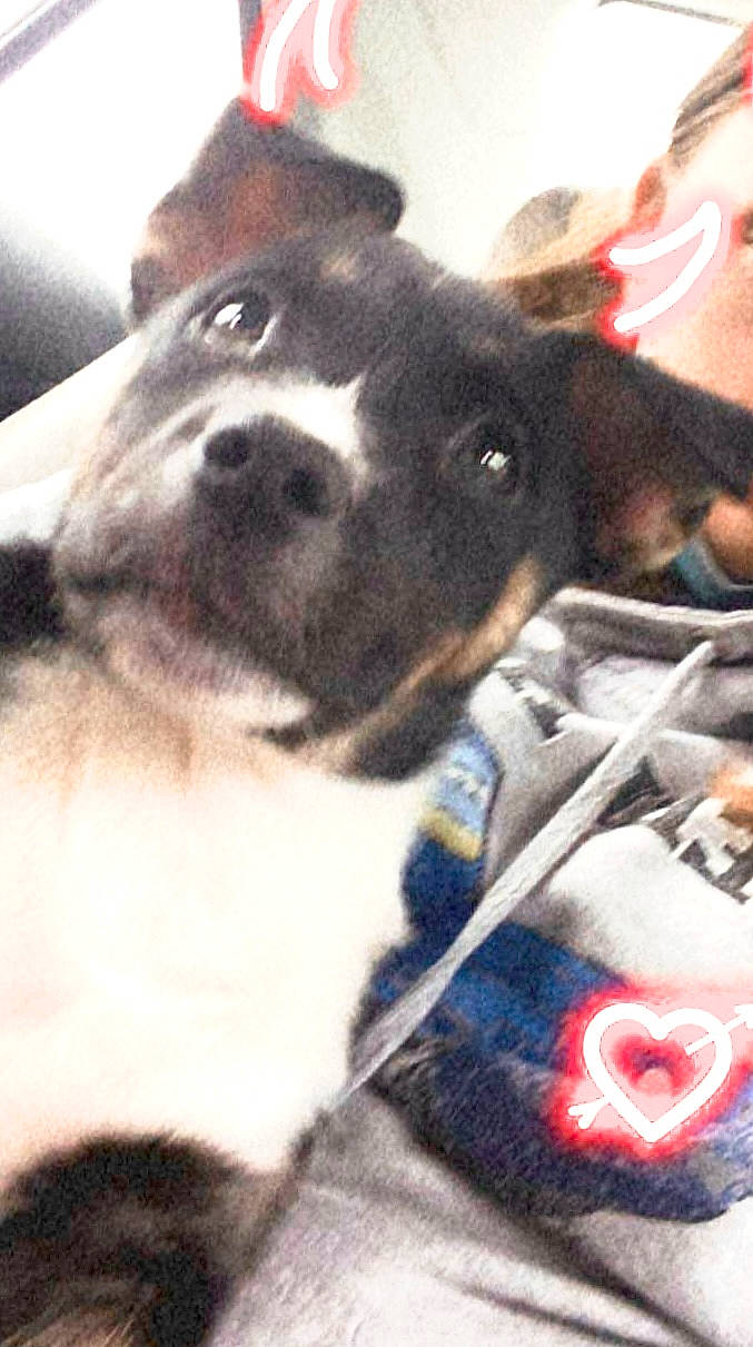 Bully joined the competition — help win amazing prizes! canidae, carnivore, cloud, collar, companion_dog, dog, dog_breed, dog_collar, ear, fawn, fur, guard_dog, metal, paw, puppy_love, snout, sporting_group, toy_dog, whiskers, working_animal