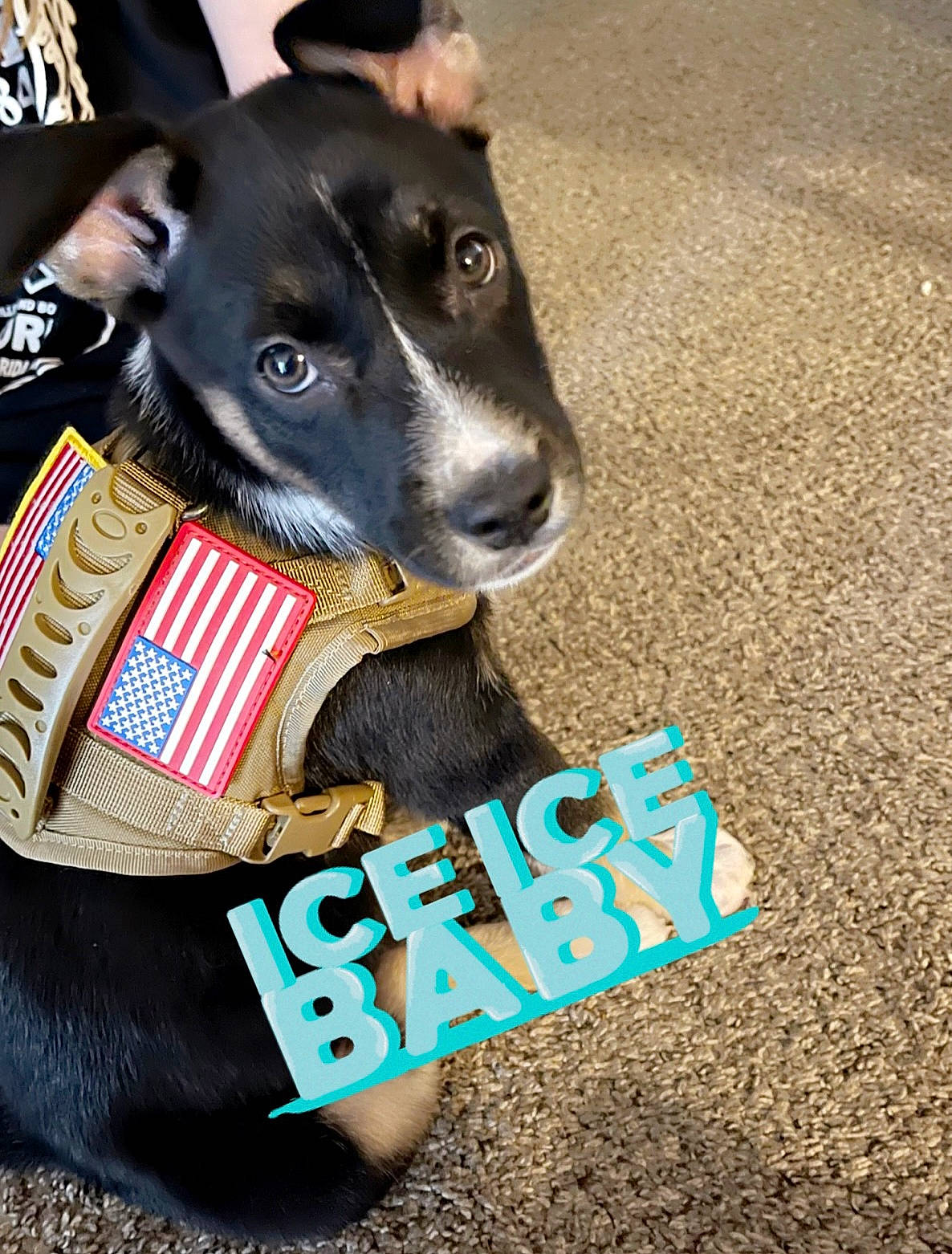 Bully joined the competition — help win amazing prizes! asphalt, carnivore, collar, companion_dog, dog, dog_breed, dog_clothes, dog_collar, dog_supply, guard_dog, leash, logo, personal_protective_equipment, pet_supply, rampur_greyhound, road_surface, snout, sporting_group, working_animal, working_dog