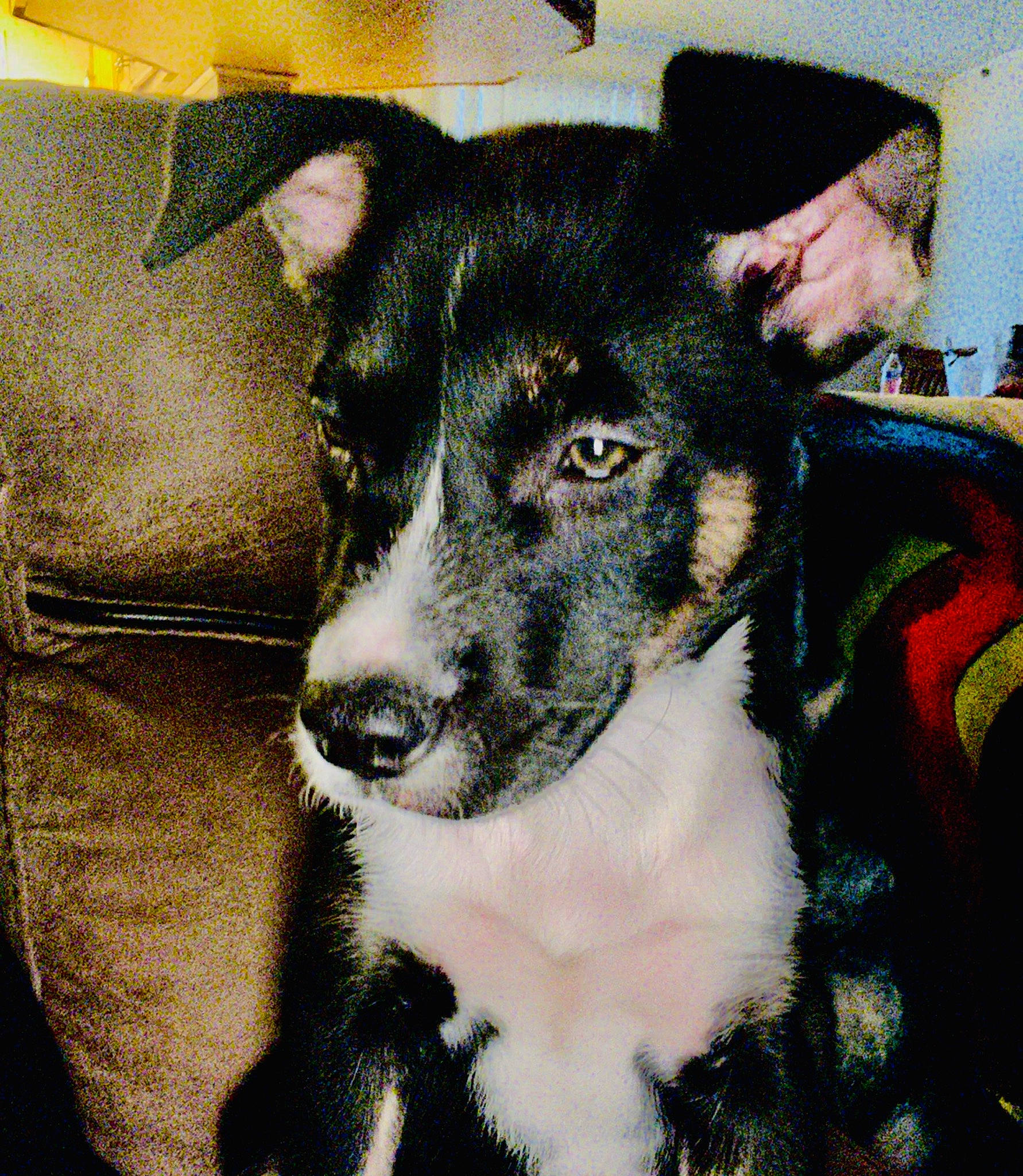 Bully is registered to the contest to win money with this photo: ancient_dog_breeds, canidae, carnivore, collar, companion_dog, dog, dog_breed, dog_collar, fur, guard_dog, herding_dog, jaw, non_sporting_group, snout, sporting_group, whiskers, working_animal, working_dog