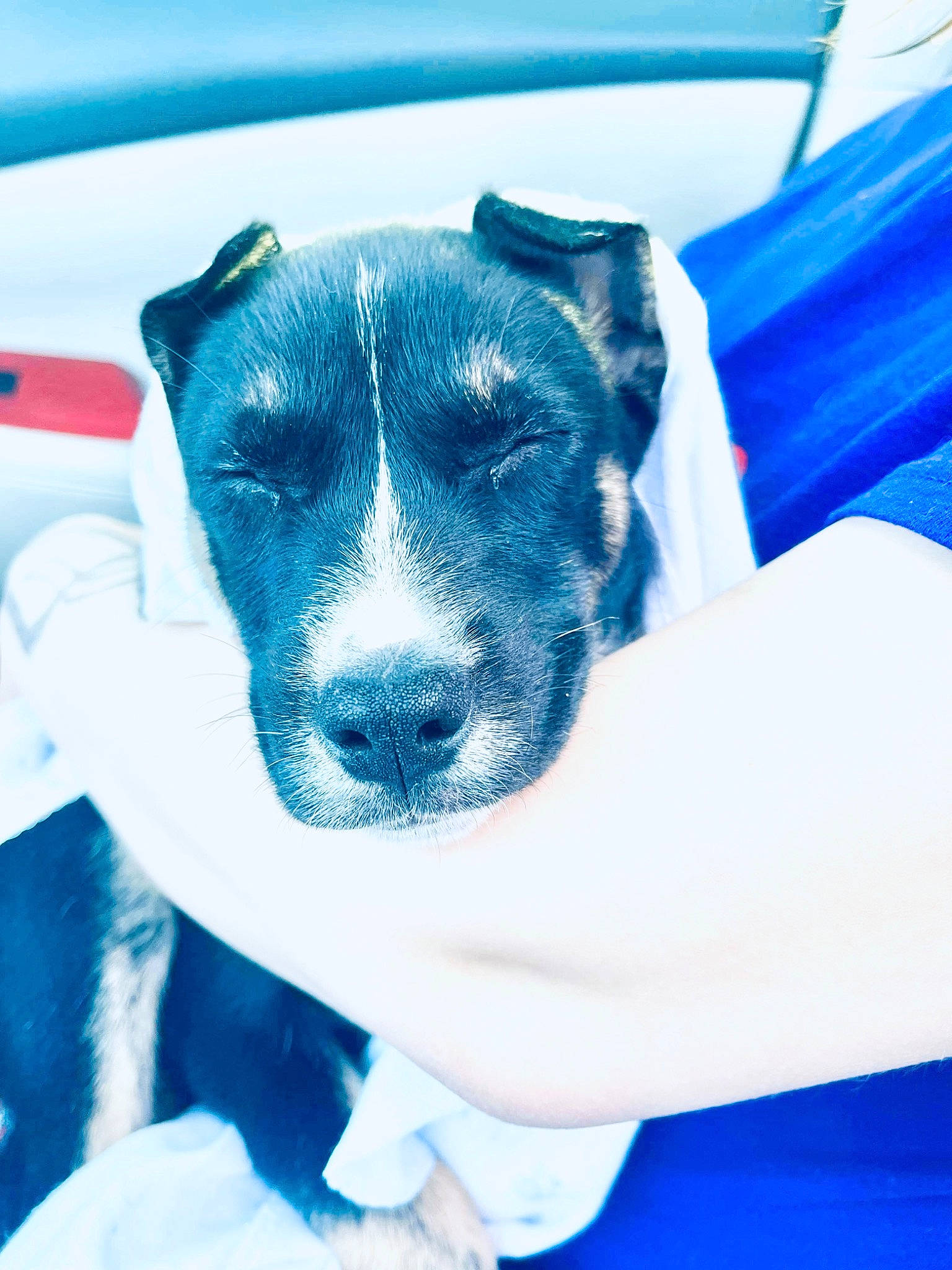 Bully is registered to the contest to win money with this photo: azure, ball, blue, canidae, carnivore, companion_dog, cup, dog, dog_breed, drinkware, electric_blue, eye, fawn, jaw, puppy_love, snout, sporting_group, terrier, whiskers, working_animal