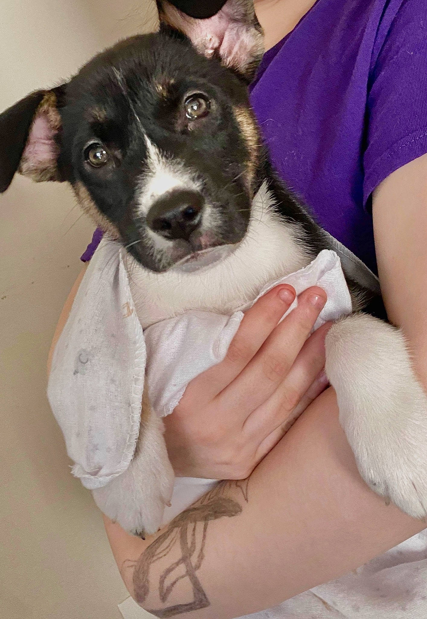 Bully joined the competition — help win amazing prizes! canidae, carnivore, comfort, companion_dog, dog, dog_breed, elbow, fur, gesture, lap, nail, non_sporting_group, pattern, sitting, sleeve, snout, sporting_group, working_animal, wrist