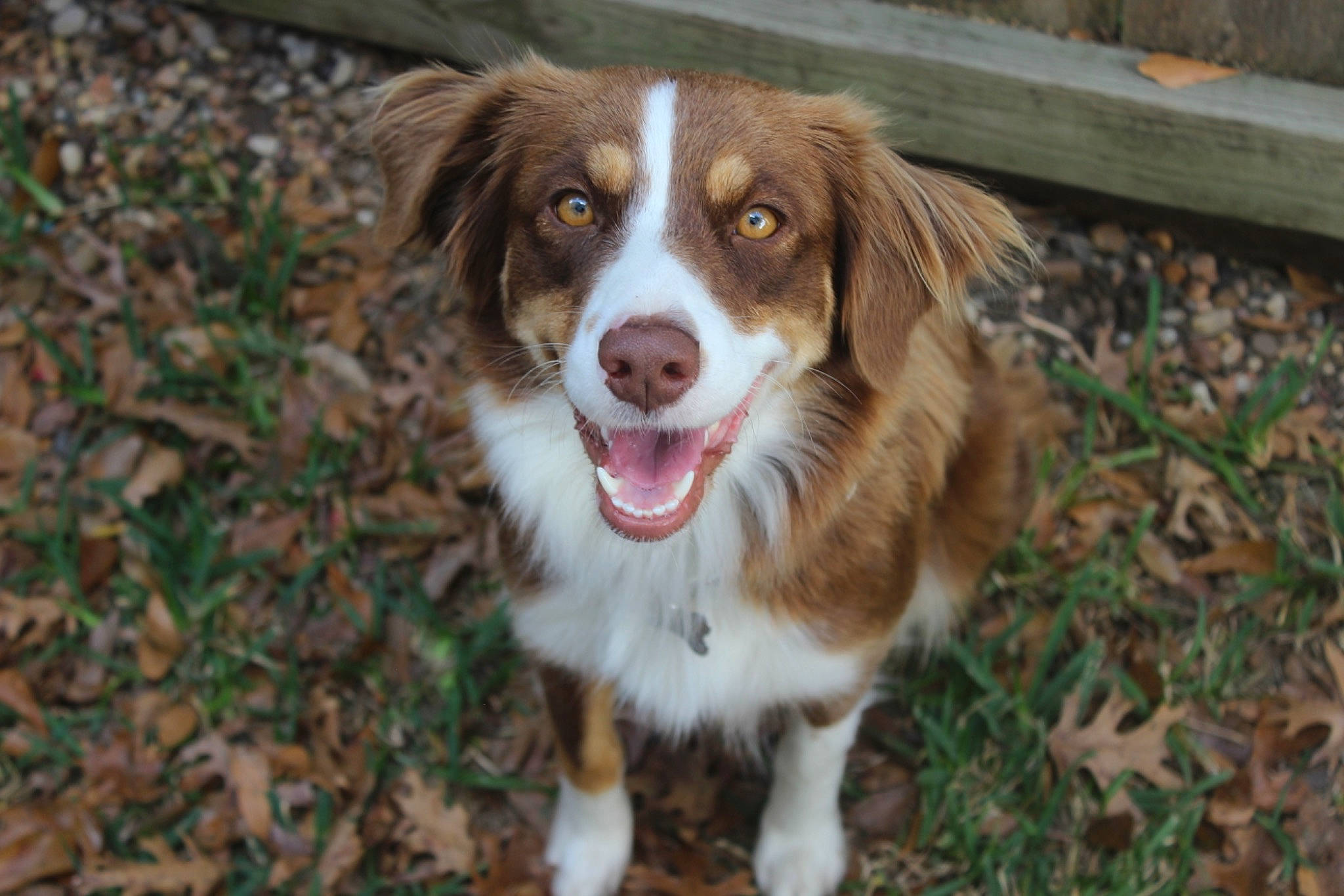 Rory joined the competition — help win amazing prizes! australian_shepherd, carnivore, companion_dog, dog, dog_breed, fur, grass, gun_dog, herding_dog, plant, snout, sporting_group, terrestrial_animal, whiskers, working_dog