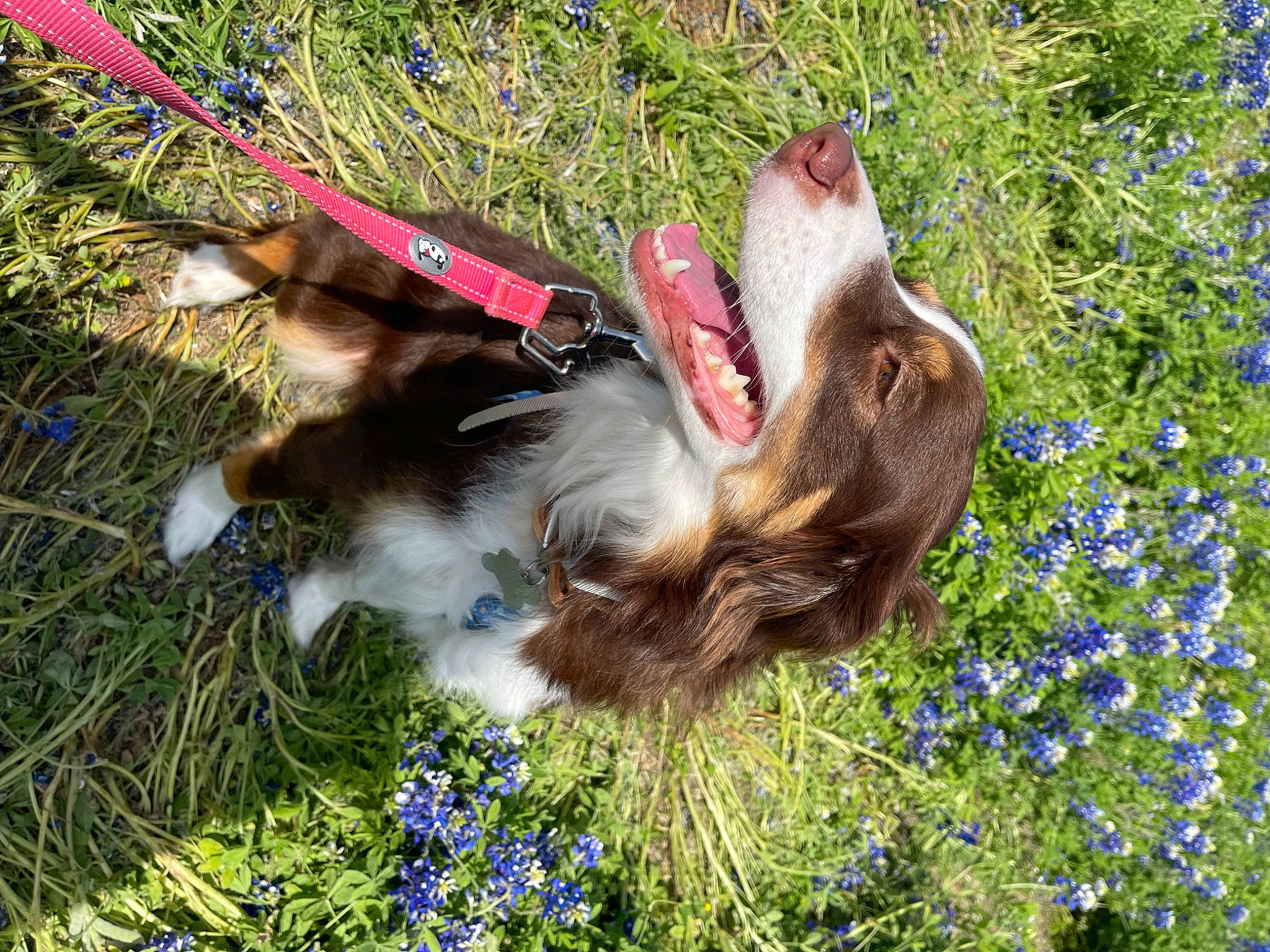 Rory is registered to the contest to win money with this photo: annual_plant, botany, canidae, companion_dog, dog, dog_breed, fawn, flower, flowering_plant, fur, grass, groundcover, herb, herbaceous_plant, liver, plant, sporting_group, spring, tail, wildflower