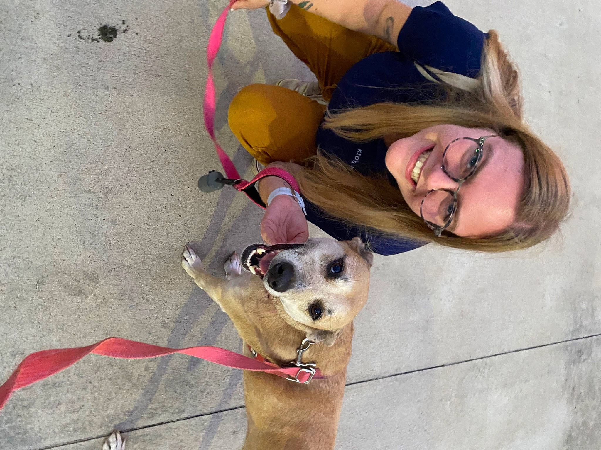 Luna joined the competition — help win amazing prizes! carnivore, collar, companion_dog, dog, dog_breed, dog_collar, dog_supply, eyewear, fawn, fun, glasses, goggles, happy, leash, pet_supply, smile, snout, sunglasses, vision_care, working_animal