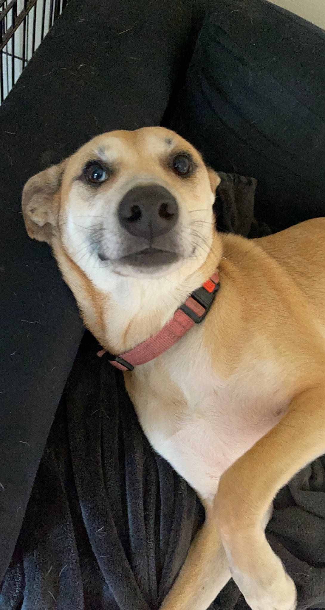 Luna is registered to the contest to win money with this photo: canidae, carnivore, collar, companion_dog, dog, dog_breed, dog_collar, dog_supply, fawn, fur, jaw, labrador_retriever, leash, paw, pet_supply, smile, snout, sporting_group, whiskers, working_animal