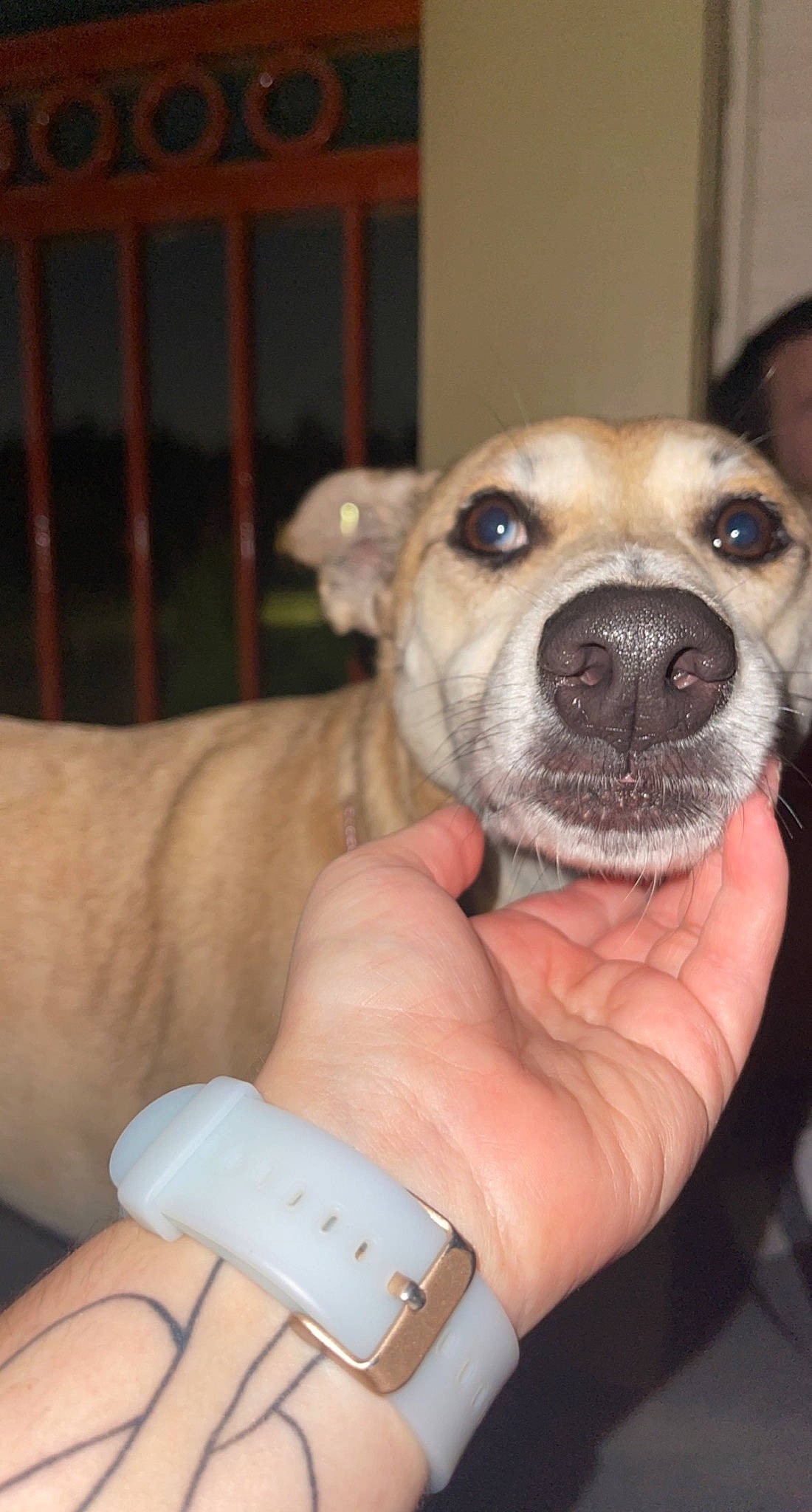 Luna is registered to the contest to win money with this photo: canidae, carnivore, clock, companion_dog, dog, dog_breed, ear, fawn, fur, gesture, hand, jaw, nail, snout, sporting_group, thumb, watch, whiskers, working_animal, wrist