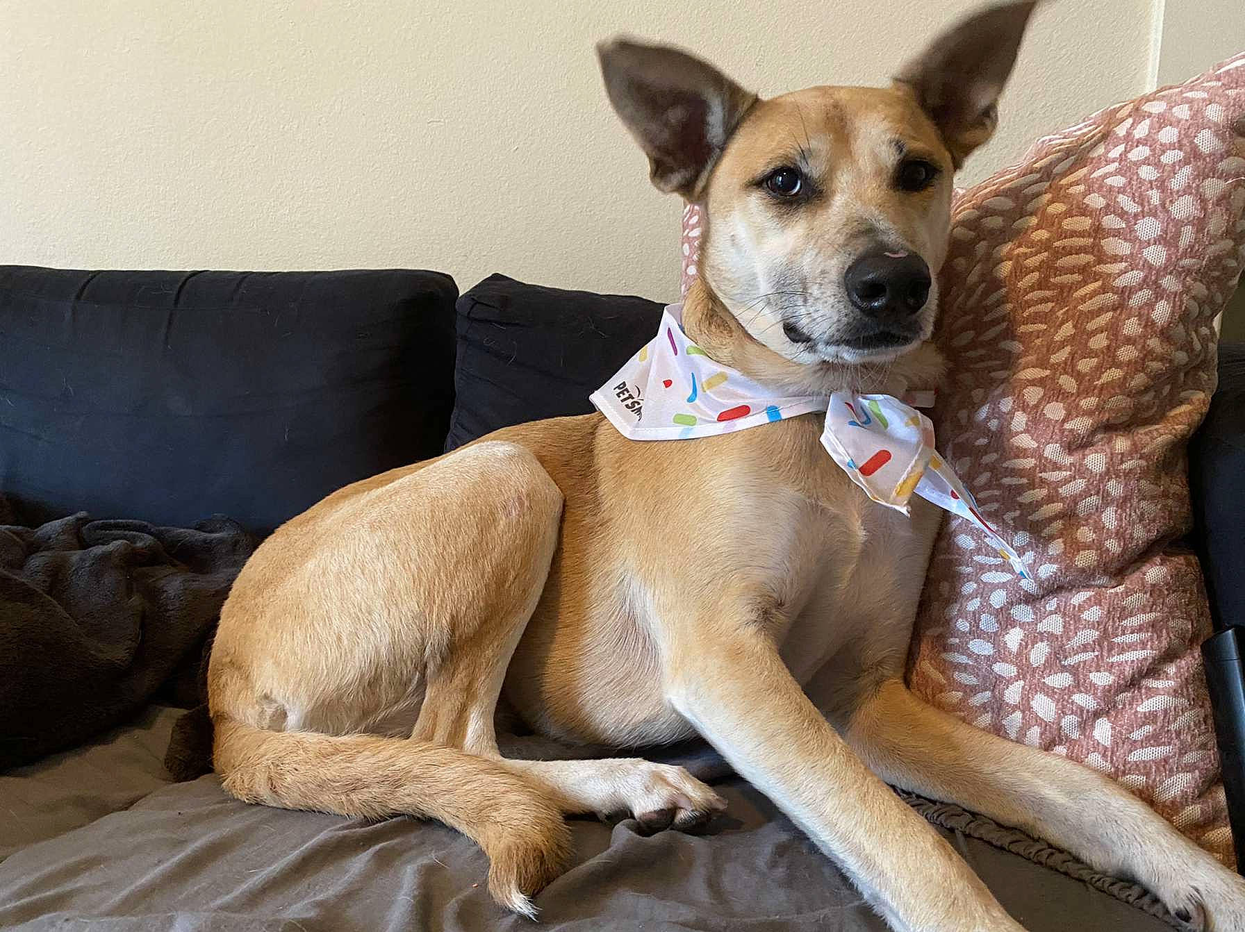 Luna is registered to the contest to win money with this photo: ancient_dog_breeds, canidae, carnivore, collar, comfort, companion_dog, dog, dog_breed, dog_collar, dog_supply, fawn, linens, non_sporting_group, paw, pet_supply, sleeper_chair, snout, sporting_group, terrestrial_animal, whiskers