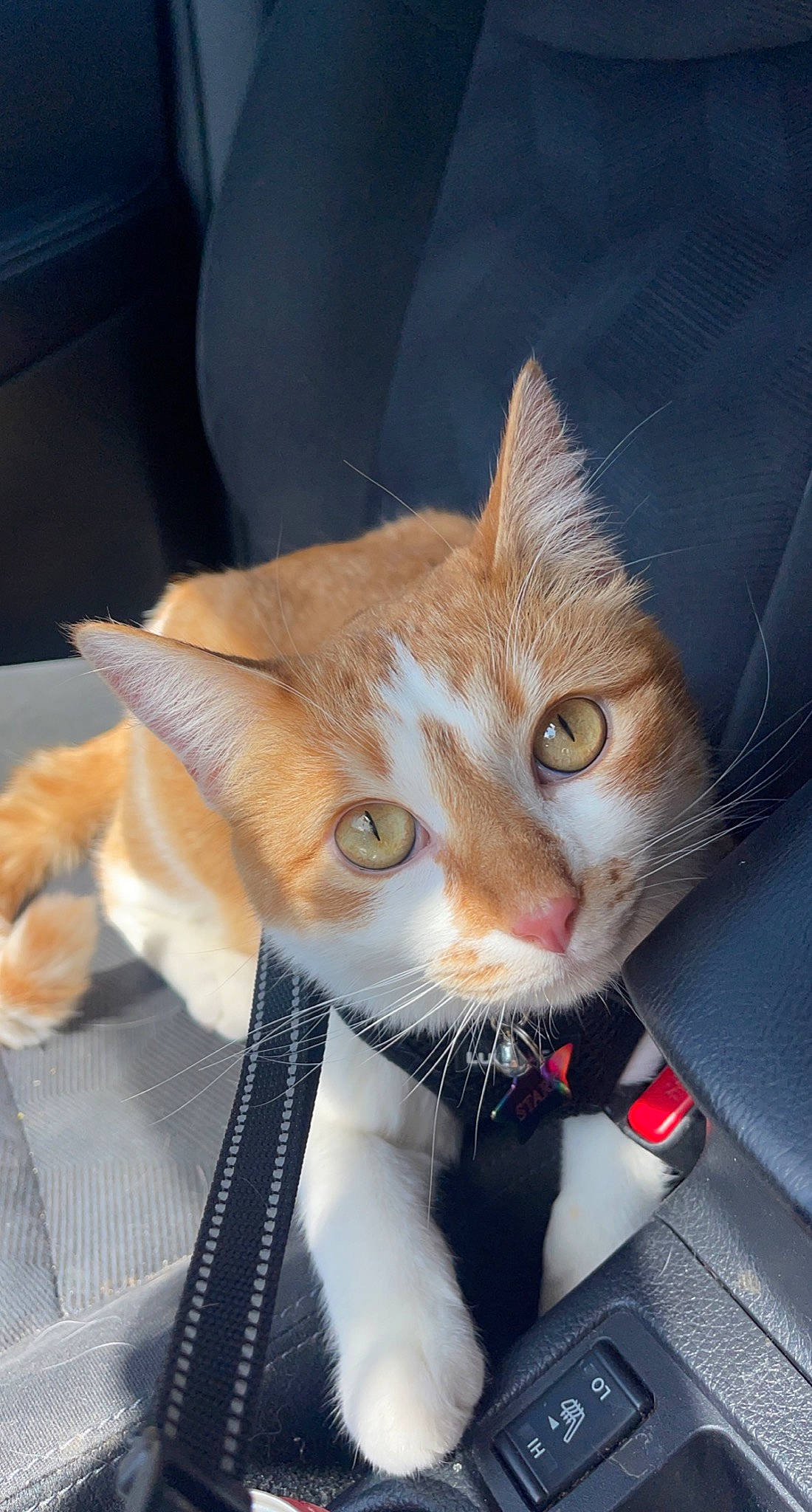 Stark joined the competition — help win amazing prizes! carnivore, cat, claw, comfort, domestic_short_haired_cat, eye, fawn, felidae, foot, fur, head, iris, lap, paw, small_to_medium_sized_cats, snout, tail, whiskers, window, windshield