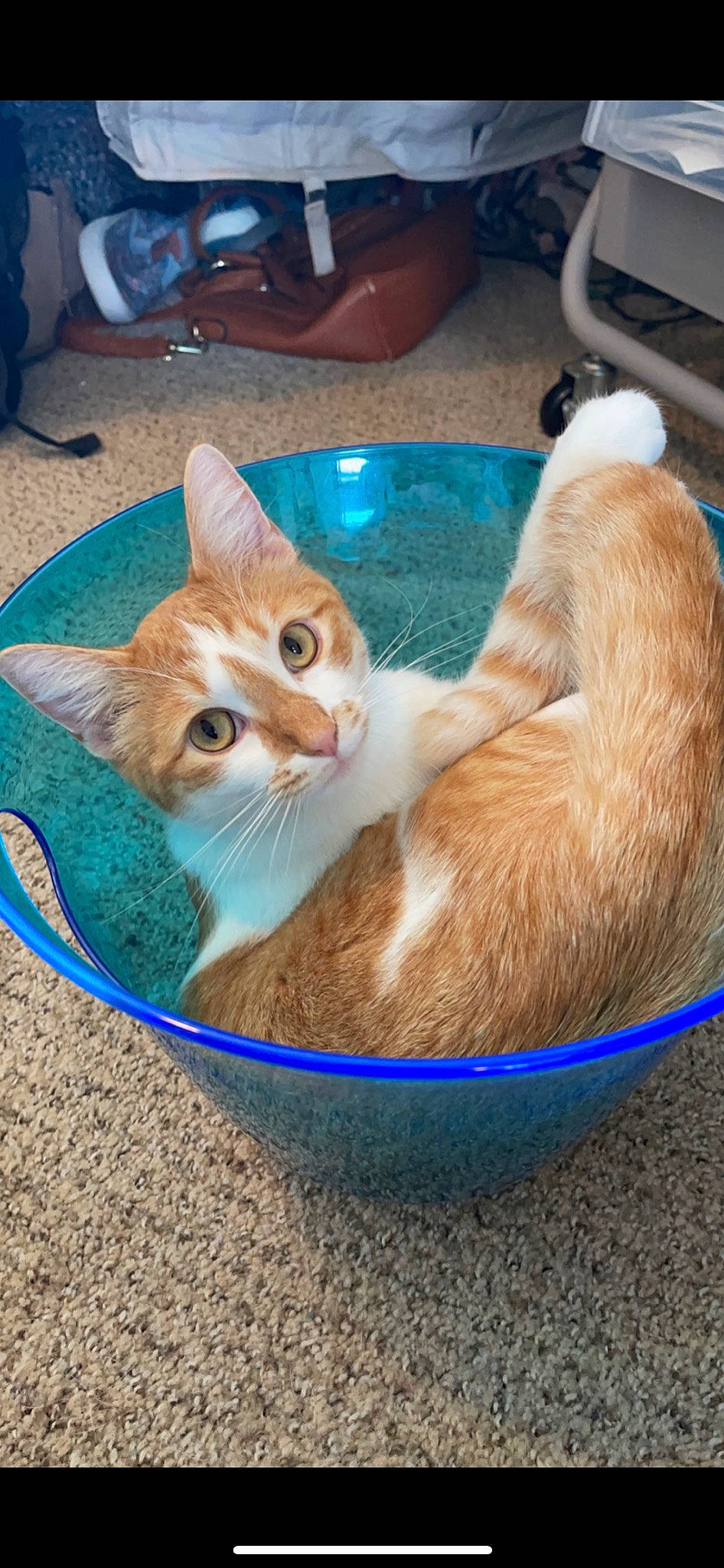 Stark joined the competition — help win amazing prizes! blue, carnivore, cat, cat_supply, claw, collar, comfort, domestic_short_haired_cat, electric_blue, fawn, felidae, fur, mammal, paw, pet_supply, small_to_medium_sized_cats, snout, tail, vertebrate, whiskers