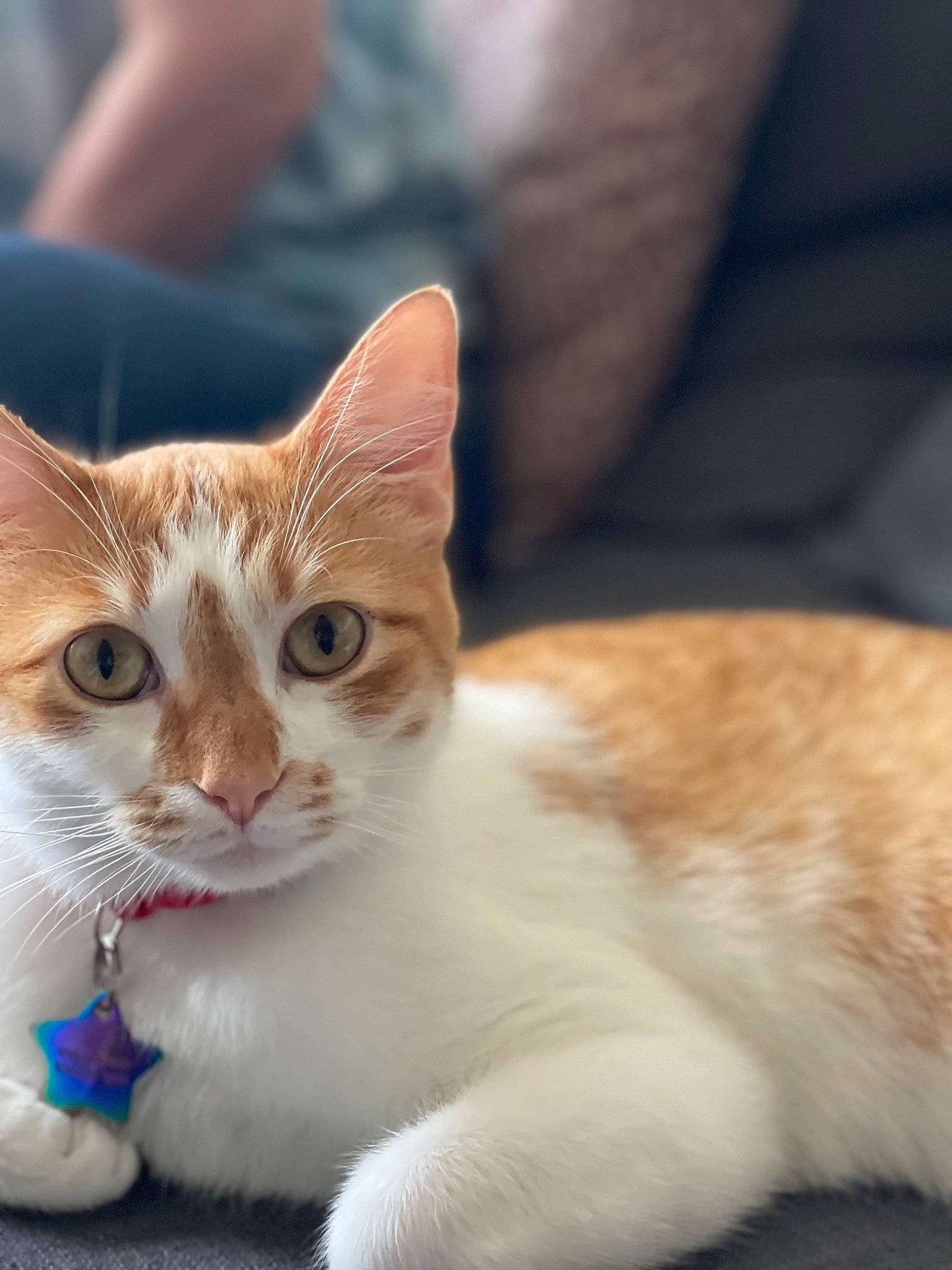 Stark joined the competition — help win amazing prizes! carnivore, cat, cat_supply, claw, domestic_short_haired_cat, ear, fawn, felidae, fur, paw, sitting, small_to_medium_sized_cats, snout, tail, terrestrial_animal, whiskers