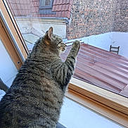 Gabin a rejoint le concours — aidez-le/la à gagner de superbes lots ! cat, tabby_cat, window, paw, indoor, ledges, brick_wall, roof, curiosity, feline, animal, pet, glass, daylight, wood_frame, closeup, fur, striped, domestic_cat, resting