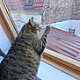 cat, tabby_cat, window, paw, indoor, ledges, brick_wall, roof, curiosity, feline, animal, pet, glass, daylight, wood_frame, closeup, fur, striped, domestic_cat, resting