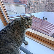 Sylviane Bodo a rejoint le concours — aidez-le/la à gagner de superbes lots ! animal, brick_wall, cat, curious, domestic, feline, fur, glass, green_eyes, indoor, outdoor_view, pet, resting, roof, side_view, tabby, whiskers, window, windowsill, wood