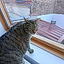 animal, brick_wall, cat, curious, domestic, feline, fur, glass, green_eyes, indoor, outdoor_view, pet, resting, roof, side_view, tabby, whiskers, window, windowsill, wood