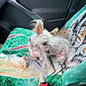 dog, small_dog, hairless_dog, fluffy, white_fur, long_hair, pet, canine, animal, sitting, lounging, car, vehicle_interior, back_seat, blanket, colorful_blanket, seatbelt, portrait, indoors, road_trip