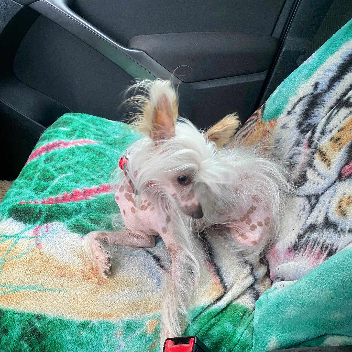 Gurly participe au concours pour gagner de l'argent avec cette photo : dog, small_dog, hairless_dog, fluffy, white_fur, long_hair, pet, canine, animal, sitting, lounging, car, vehicle_interior, back_seat, blanket, colorful_blanket, seatbelt, portrait, indoors, road_trip