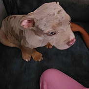Basco participe au concours pour gagner de l'argent avec cette photo : puppy, dog, canine, pet, animal, short_hair, blue_eyes, white_coat, brown_spots, sitting, couch, sofa, indoors, home, portrait, closeup, paws, floppy_ears, pink_clothing, black_furniture