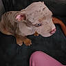 puppy, dog, canine, pet, animal, short_hair, blue_eyes, white_coat, brown_spots, sitting, couch, sofa, indoors, home, portrait, closeup, paws, floppy_ears, pink_clothing, black_furniture