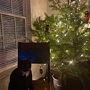 Niko joined the competition — help win amazing prizes! cat, black_cat, chair, christmas_tree, string_lights, cans, potted_plant, window_blinds, wooden_surface, indoor, night, festive, decorations, pet, animal, cozy, holiday, dark, reflection, slippers