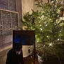 cat, black_cat, chair, christmas_tree, string_lights, cans, potted_plant, window_blinds, wooden_surface, indoor, night, festive, decorations, pet, animal, cozy, holiday, dark, reflection, slippers