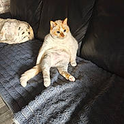 Poukie a rejoint le concours — aidez-le/la à gagner de superbes lots ! animal, blanket, cat, comfortable, companion, couch, cozy, dog, fur, home, indoor, leather, orange_cat, pet, quiet, relaxed, resting, sitting, sleeping_dog, spotted_dog