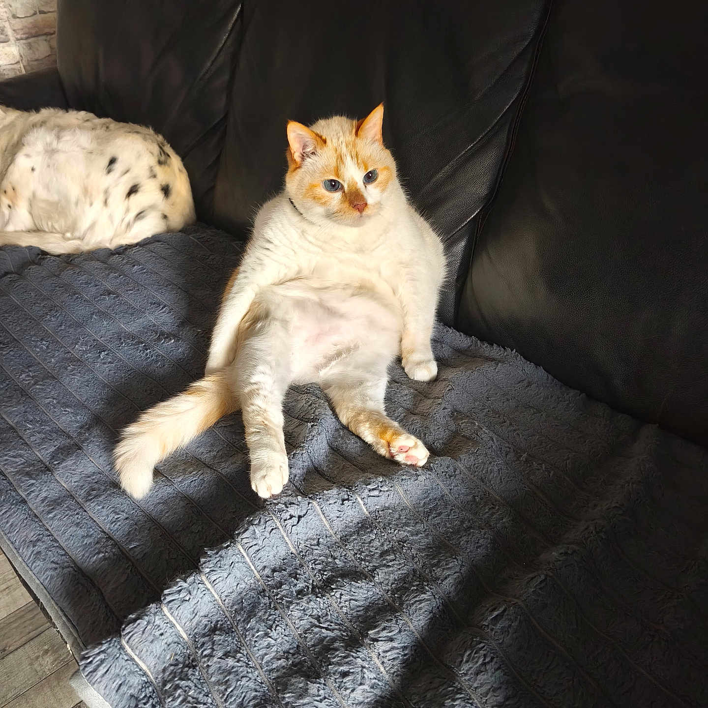 Poukie