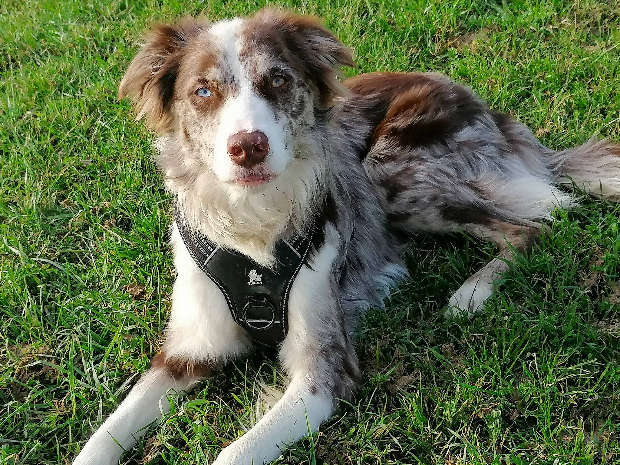 Layka participe au concours pour gagner de l'argent avec cette photo : australian_collie, border_collie, brittany, canidae, carnivore, companion_dog, dog, dog_breed, grass, gun_dog, herding_dog, hunting_dog, liver, plant, pointing_breed, snout, sporting_group, terrestrial_animal, whiskers, working_dog