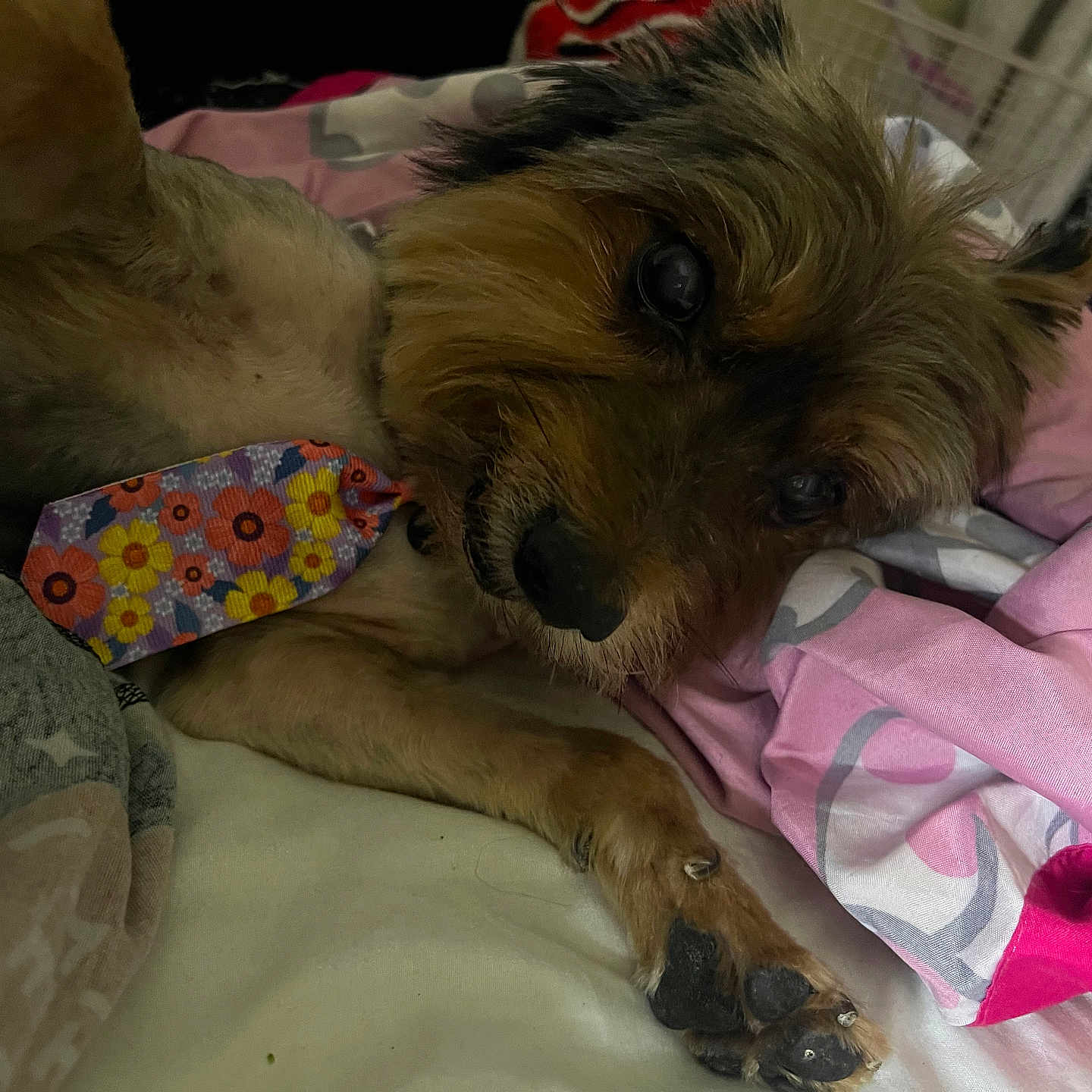 Bosco is registered to the contest to win money with this photo: accessories, affenpinscher, airedale, animal, blanket, canine, couch, dog, formalwear, furniture, homedecor, hound, linen, necktie, pet, puppy, strap, terrier, tie, wallet