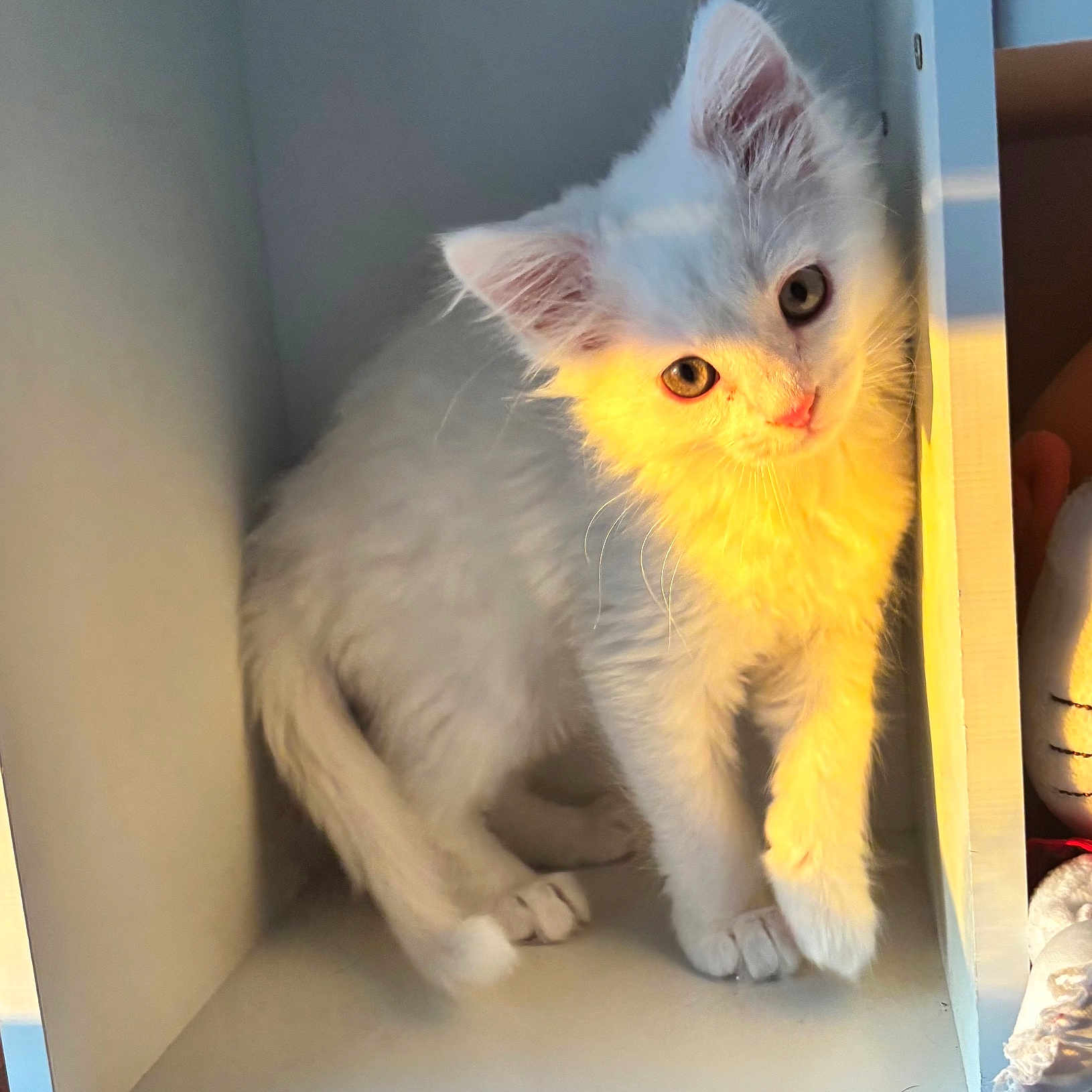 Ponyo joined the competition — help win amazing prizes! kitten, cat, white_fur, cubicle, sunlight, curious, pet, animal, cute, small, indoor, feline, fur, whiskers, paw, shelf, cozy, soft, young, domestic_animal