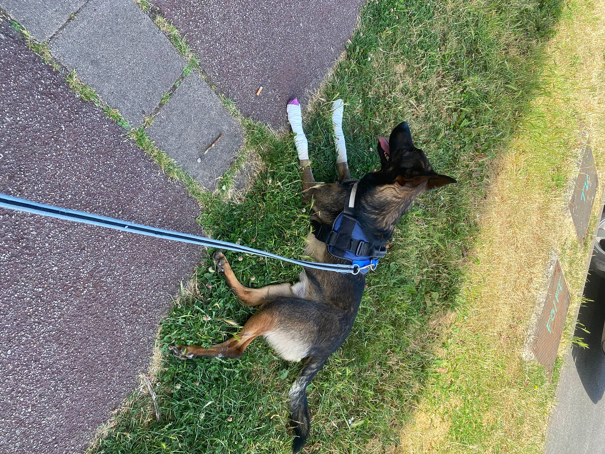 Pignouf participe au concours pour gagner de l'argent avec cette photo : asphalt, canidae, carnivore, collar, dog, dog_breed, electric_blue, fawn, fur, grass, groundcover, leash, pet_supply, plant, road_surface, shadow, sporting_group, tail, terrestrial_animal, wallaby