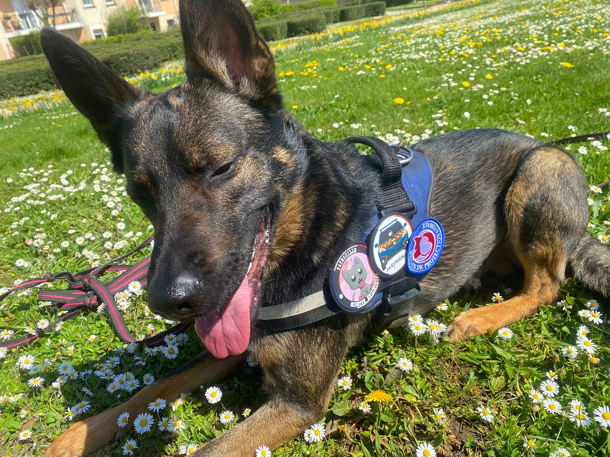 Pignouf participe au concours pour gagner de l'argent avec cette photo : canidae, carnivore, collar, dog, dog_breed, dog_supply, east_european_shepherd, fashion_accessory, fawn, flower, german_shepherd_dog, grass, groundcover, herding_dog, king_shepherd, old_german_shepherd_dog, plant, snout, sporting_group, working_animal