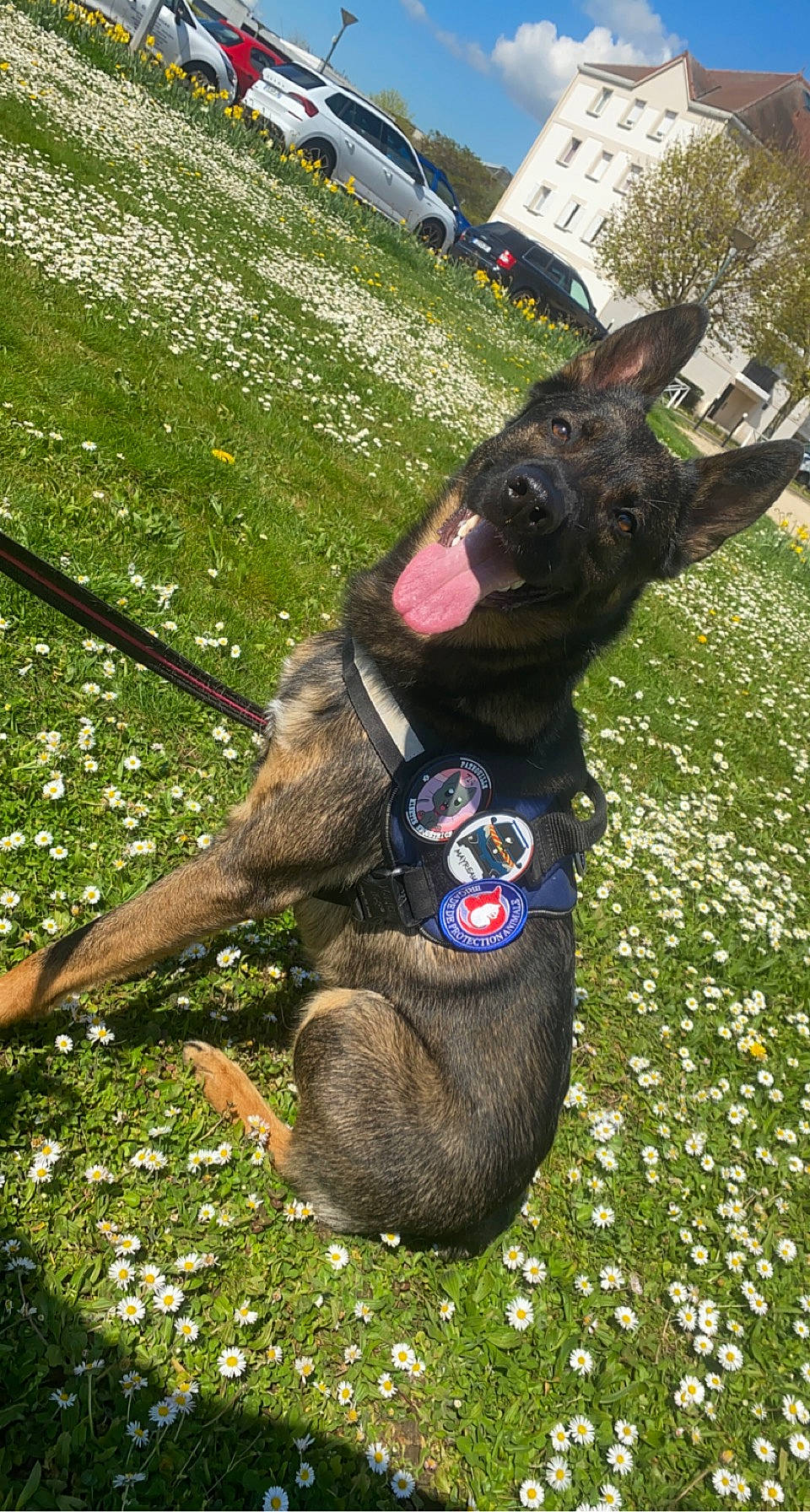 Pignouf a rejoint le concours — aidez-le/la à gagner de superbes lots ! canidae, carnivore, collar, companion_dog, dog, dog_breed, fawn, grass, grassland, green, groundcover, lawn, liver, plant, snout, sporting_group, tail, terrestrial_animal, whiskers, working_animal