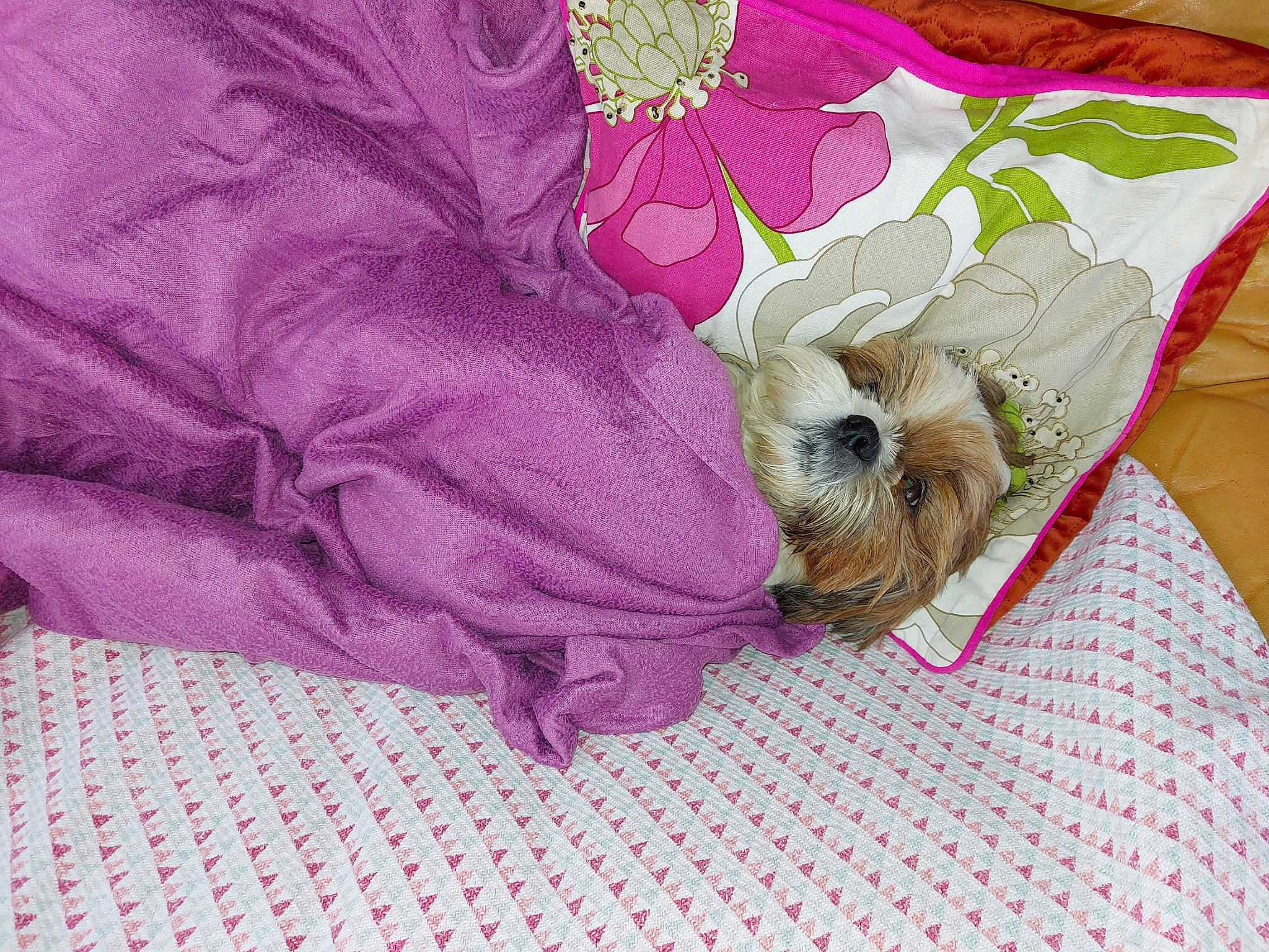 Lego a rejoint le concours — aidez-le/la à gagner de superbes lots ! bed_sheet, bedding, canidae, carnivore, comfort, companion_dog, dog, dog_breed, dog_supply, fawn, fur, linens, magenta, pattern, pet_supply, pink, purple, sporting_group, throw_pillow, toy_dog