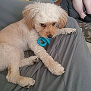 Peewee joined the competition — help win amazing prizes! blue_toy, brown_eyes, carpet, chew_toy, close_up, couch, curly_fur, dog, gray_sheet, indoors, living_room, mug, paper_cup, patterned_mug, paws, person_legs, playful, relaxed, small_dog, tan_and_white