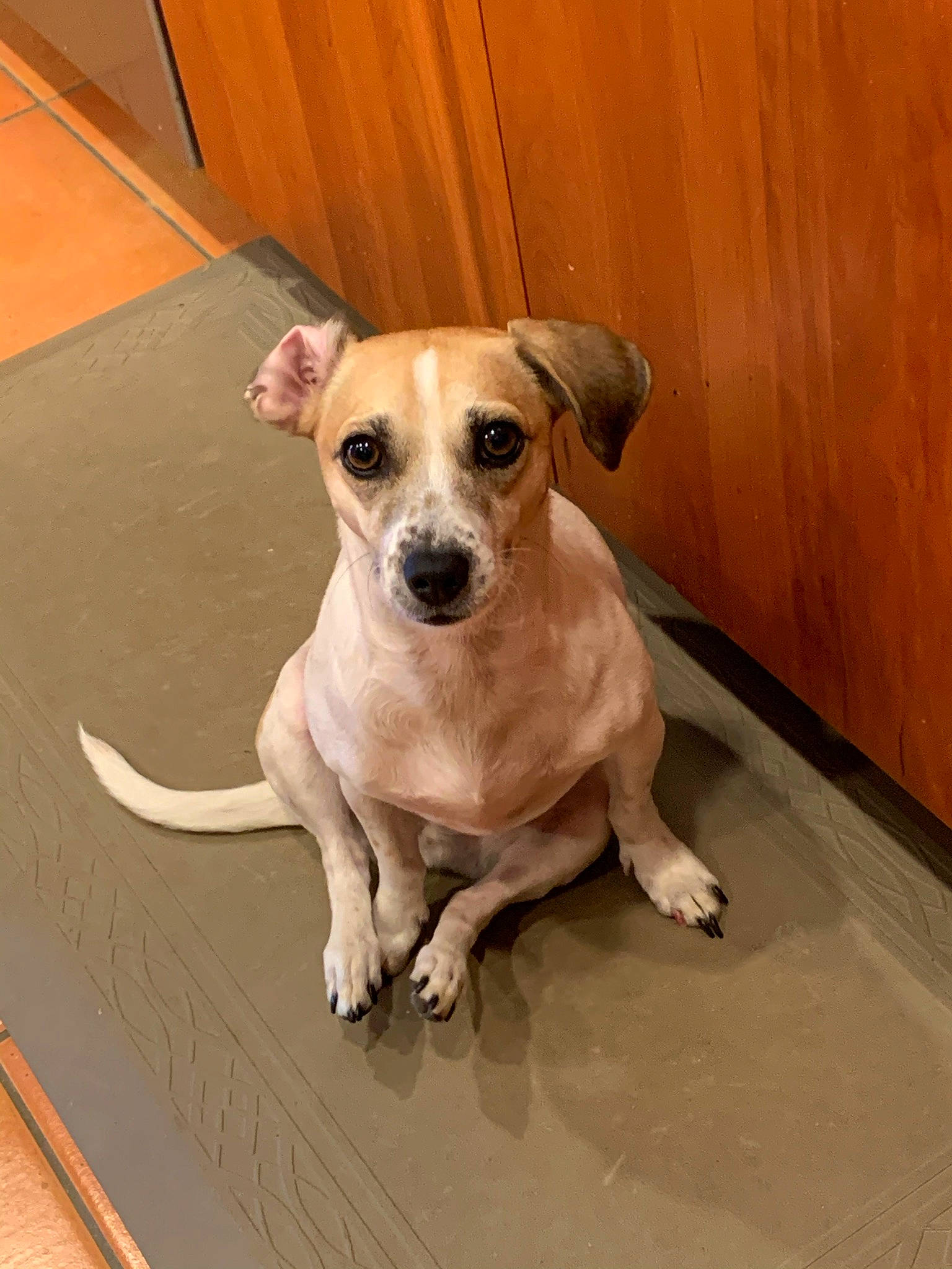 Bonnie joined the competition — help win amazing prizes! canidae, carnivore, collar, companion_dog, dog, dog_breed, dog_supply, fawn, flooring, hardwood, paw, pet_supply, snout, sporting_group, tail, toy_dog, whiskers, wood, wood_stain, working_animal