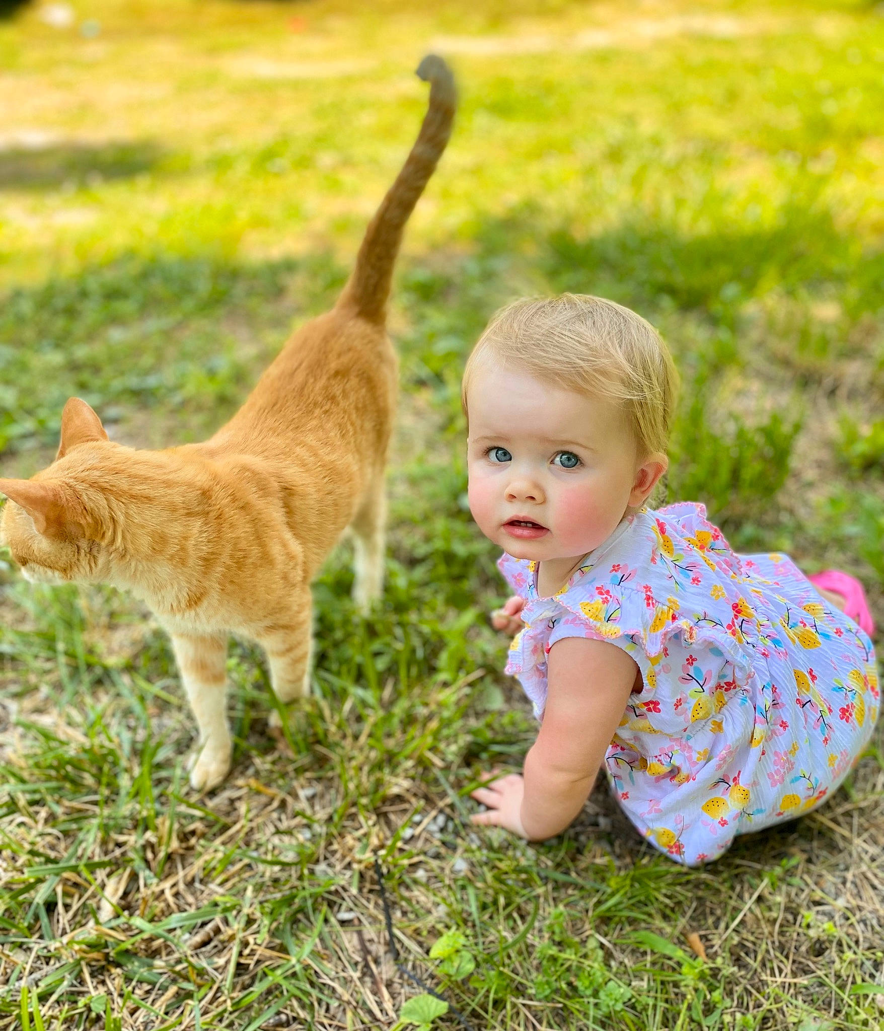 Emberleigh is registered to the contest to win money with this photo: baby, baby_toddler_clothing, carnivore, cat, child, domestic_short_haired_cat, fawn, felidae, grass, grassland, happy, leaf, leisure, people_in_nature, person, plant, small_to_medium_sized_cats, tail, terrestrial_animal, toddler