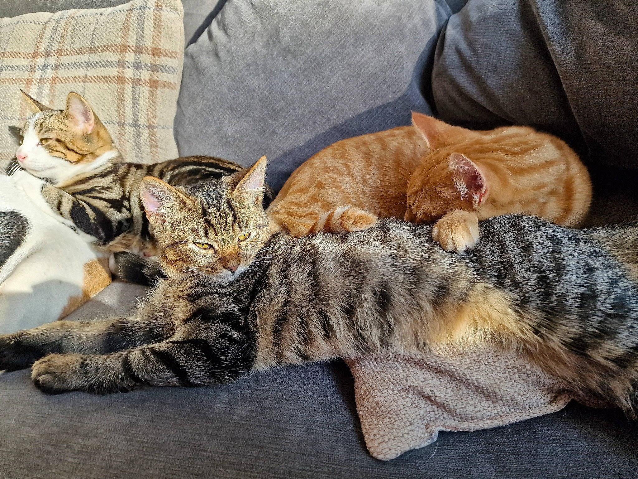 Boots Sage Ginge is registered to the contest to win money with this photo: carnivore, cat, claw, comfort, domestic_short_haired_cat, fawn, felidae, fur, mammal, nap, paw, small_to_medium_sized_cats, snout, tail, terrestrial_animal, vertebrate, whiskers