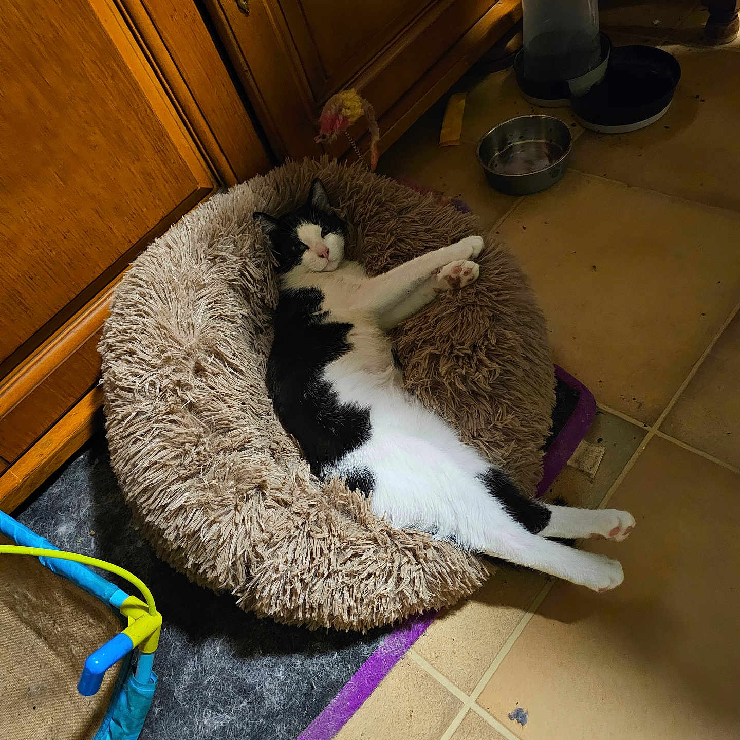 Oreo a rejoint le concours — aidez-le/la à gagner de superbes lots ! black_and_white, cat, cozy, domestic_animal, feline, floor_tiles, fluffy, fur, home_interior, indoor, paw, pet_bed, pet_food_bowl, relaxed, resting, sleepy, stretching, toy, water_dispenser, wooden_cabinet