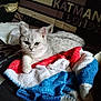 Tigrou participe au concours pour gagner de l'argent avec cette photo : animal, blanket, blue, cat, closeup, couch, cozy, domestic, feline, fur, indoor, looking, pattern, pet, red, relaxed, resting, soft, text, white