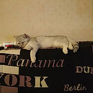 Tigrou participe au concours pour gagner de l'argent avec cette photo : animal, blanket, cat, couch, domestic, feline, fur, furniture, home, indoor, laying, pattern, paw, pet, relaxed, resting, sleepy, tail, text, wall