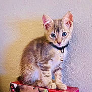 Duckie joined the competition — help win amazing prizes! kitten, cat, pet, young, blue_eyes, collar, bell, feline, fur, sitting, box, indoor, curious, whiskers, cute, animal, domestic, small, portrait, texture