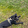 dog, black_dog, canine, pet, grass, outdoor, leash, harness, animal, laying_down, curious, nature, field, mammal, ears, paws, fur, eyes, collar, resting