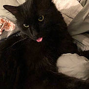 K I T is registered to the contest to win money with this photo: animal, black_cat, blanket, cat, close_up, comfort, couch, cozy, cute, domestic_cat, ears, eyes, fur, furry, indoor, pet, relaxed, resting, tongue_out, whiskers