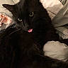 animal, black_cat, blanket, cat, close_up, comfort, couch, cozy, cute, domestic_cat, ears, eyes, fur, furry, indoor, pet, relaxed, resting, tongue_out, whiskers