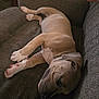 Envy joined the competition — help win amazing prizes! animal, brown, canine, companion, couch, cozy, cute, dog, domestic, fur, hand, indoor, paw, pet, puppy, relaxing, resting, sleeping, texture, young