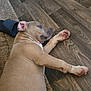 Envy joined the competition — help win amazing prizes! animal, brown_dog, canine, carpet, cute, dog, ear, floor, fur, indoor, lying_down, paw, pet, puppy, relaxed, resting, side_view, slipper, wooden_floor, young_dog