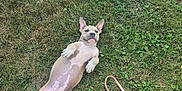 Envy joined the competition — help win amazing prizes! animal, canine, dog, ears, garden, grass, greenery, ground, happy, leash, lying_down, nature, outdoor, pet, playful, puppy, relaxed, summer, tongue, young_dog
