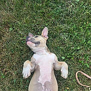 Envy joined the competition — help win amazing prizes! animal, belly, brown, canine, content, cute, dog, ears, grass, happy, leash, lying_down, mammal, nature, outdoor, pet, relaxed, resting, summer, white
