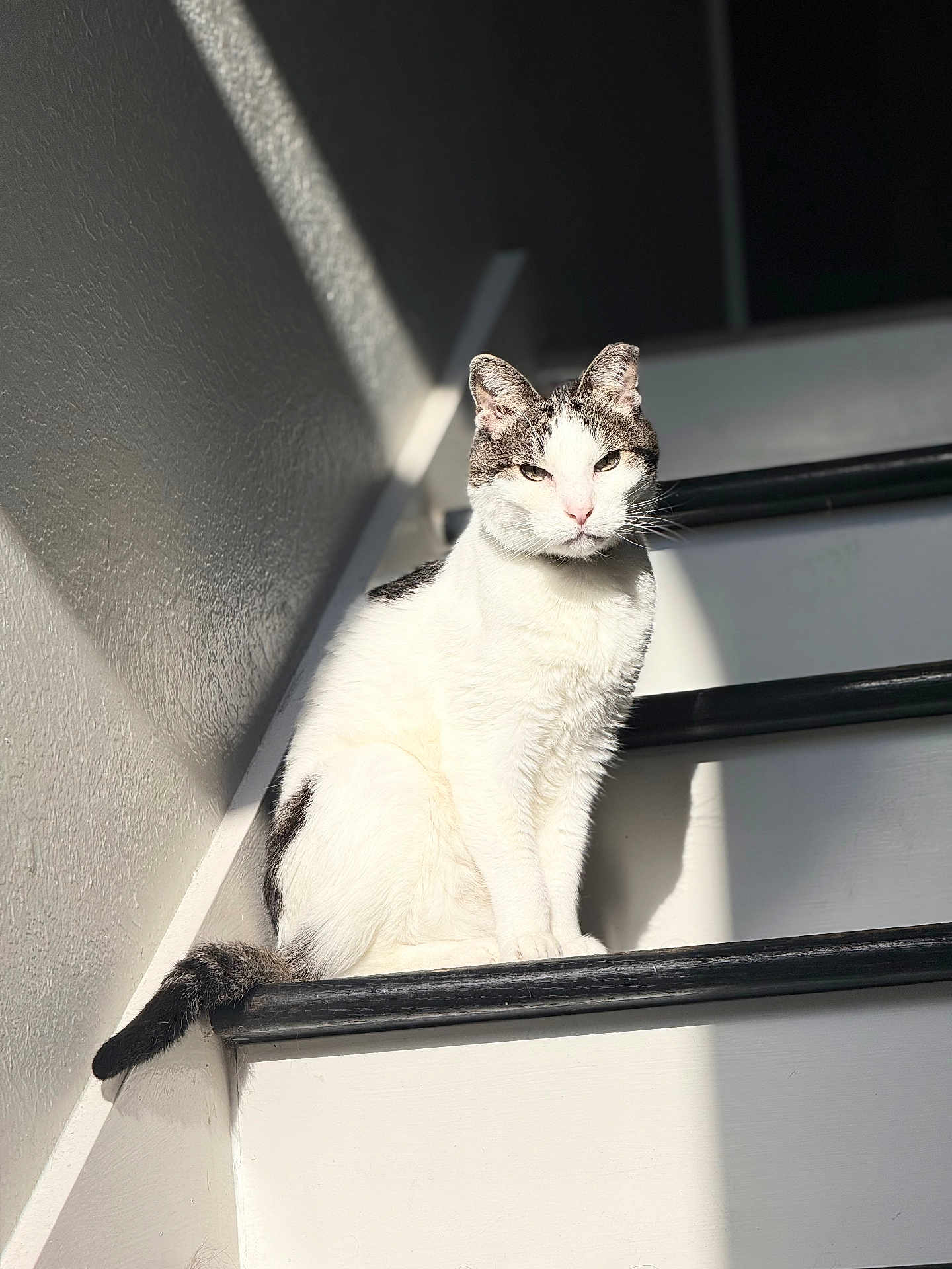 Nosey